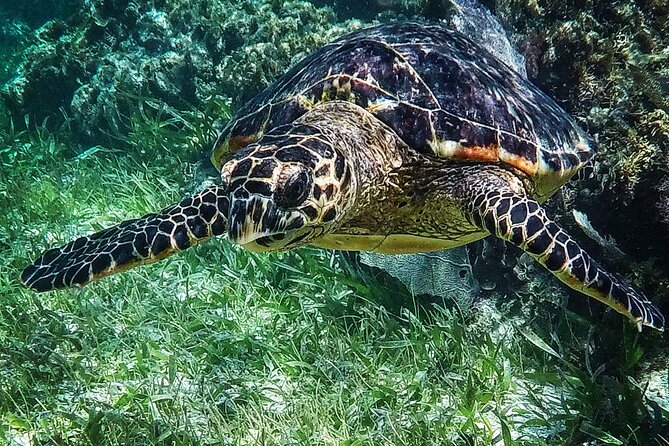 Snorkeling Guided Activity in Puerto Morelos Mexico - Traveler Photos and Reviews