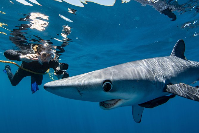 Snorkeling or Swimming With Sharks in Cabo San Lucas - Additional Information