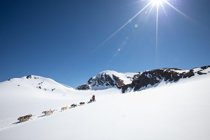 Summer Glacier Dogsledding Tour From Girdwood - Additional Information