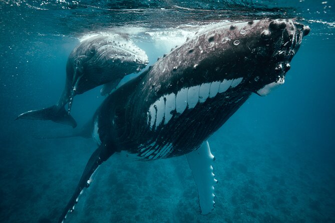 Swim With Humpback Whales - Maximum Travelers and Price