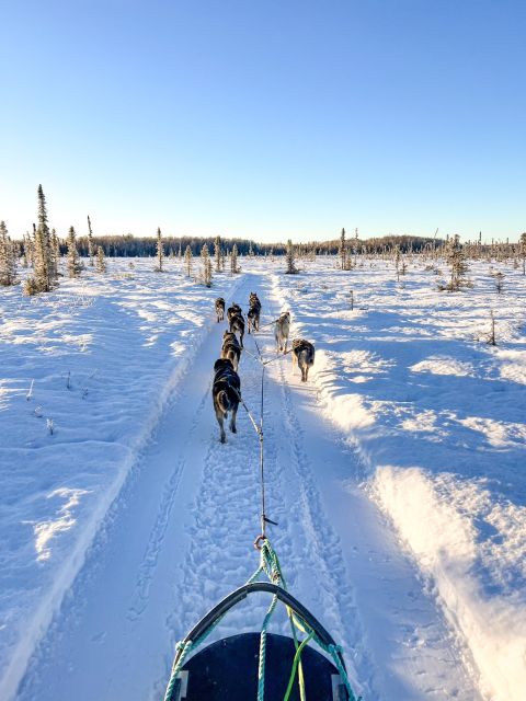 Talkeetna: Winter Dog Sled Tour Morning or Night Mush! - Customer Reviews and Testimonials