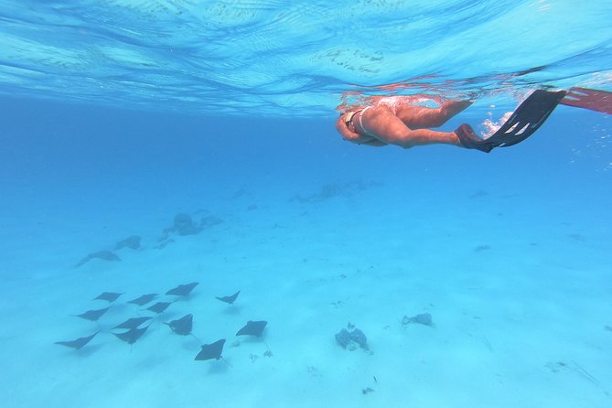 Tohora Bora Bora Snorkeling Lagoon Tours - Common questions