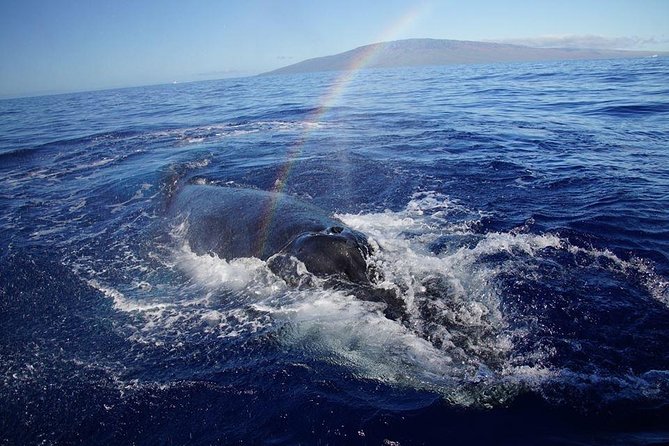 Ultimate 2 Hour Exclusive VIP Whale Watch Tour - Highlights of Whale Watching