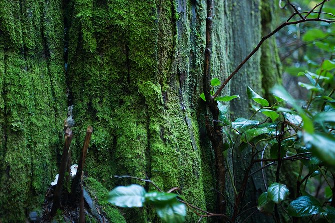 Vancouver Secrets of Stanley Park Walking Tour - Deadmans Island Exploration