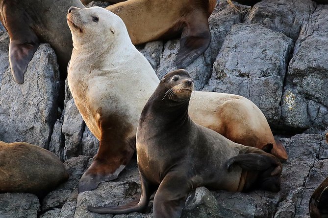 Victoria Marine Wildlife Tour - Service Animals Policy