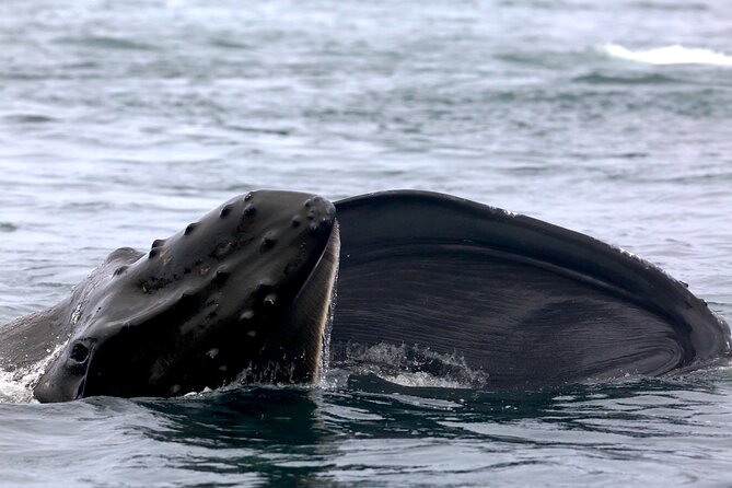 Victoria Shore Excursion: Whale-Watching Cruise With Expert Naturalist Guides - Booking Details