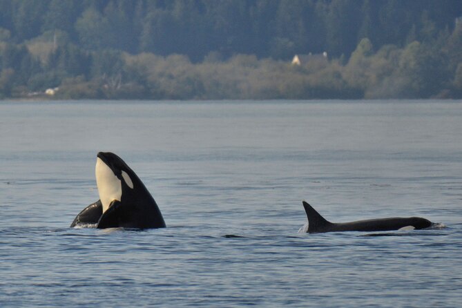 Victoria Whale Watching Tour on a Covered Vessel - Additional Details