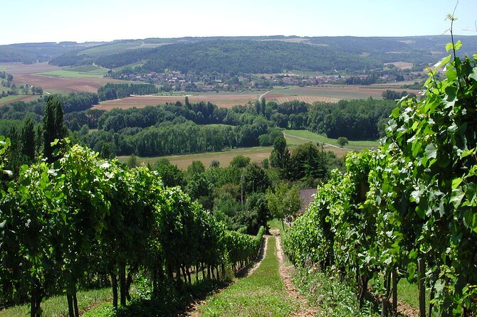 Visit of Cellars - Tasting Sale - Sustainable Winery Practices