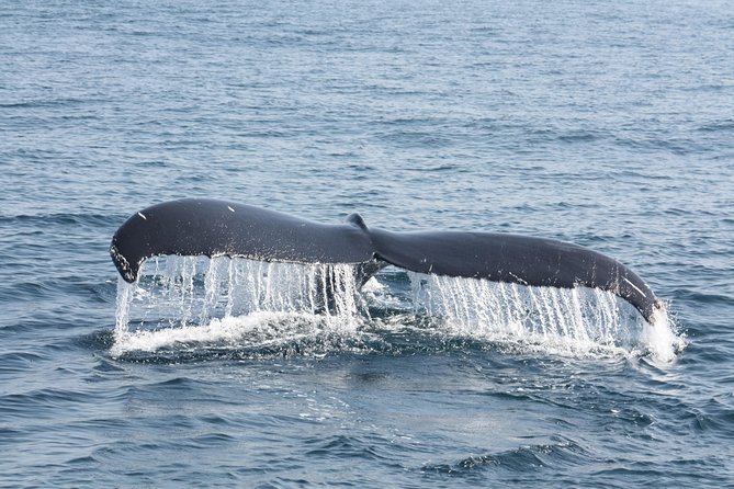 Whale Encounter Puerto Vallarta - Tour Logistics and Activities