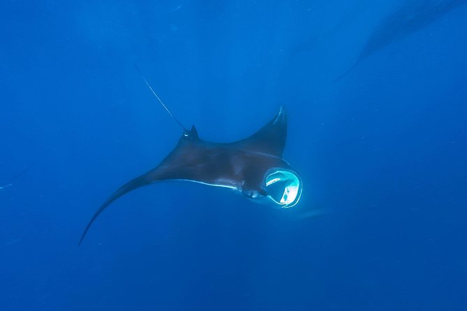 Whale Shark Encounter Full-Day All Inclusive Tour From Riviera Maya - Customer Reviews and Recommendations