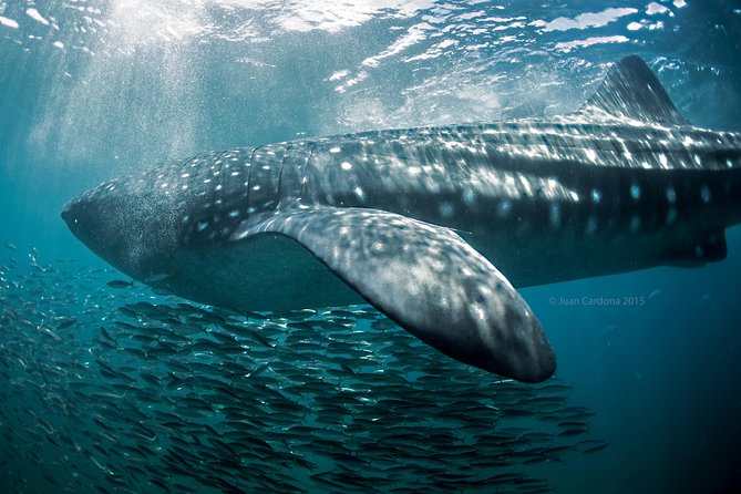 Whale Shark Swimming and Isla Mujeres Beach Tour - Common questions