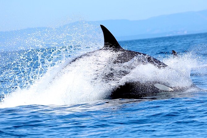 Whale Watching Cruise With Expert Naturalists - Expert Naturalists and Wildlife Encounters