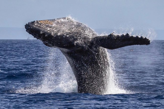 Whale Watching Cruise With Open Bar From Kaanapali Beach - Booking and Cancellation Policies