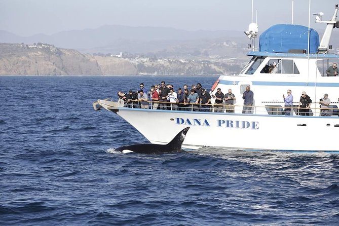 Whale Watching Excursion in Dana Point - Guest Experiences