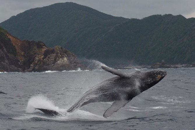 Whale Watching From Maalaea Harbor - Contact and Support Information