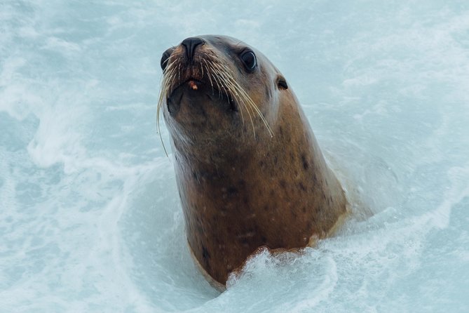 Whale Watching & Sightseeing Tour in Ucluelet, Vancouver Island - Expectations and Accessibility