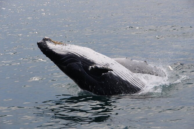 Whale Watching Tour in Gloucester - Customer Reviews Summary