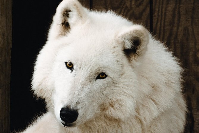 White Wolf Sanctuary Tour  - Oregon - Safety Guidelines