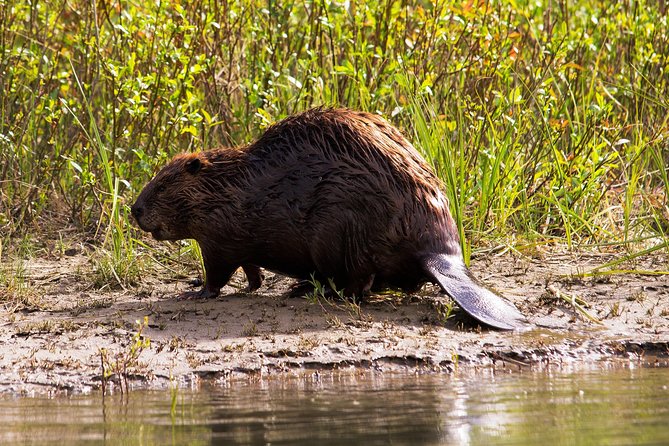 Wildlife on the Bow Big Canoe Tour - Essential Gear Provided