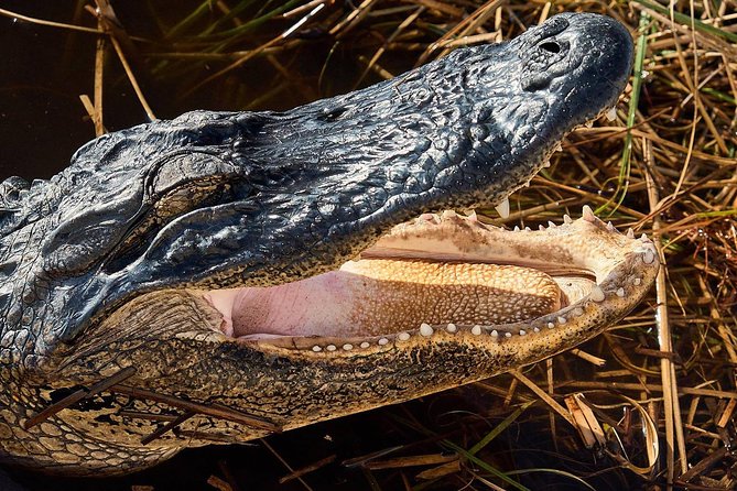 1-Hour Air Boat Ride and Nature Walk With Naturalist in Everglades National Park - Final Words