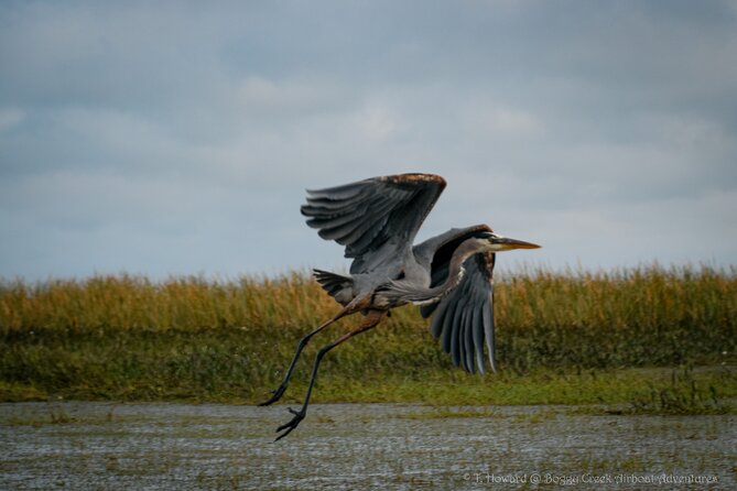 30-Minute Airboat Ride Near Orlando - Alligator Oasis Visit