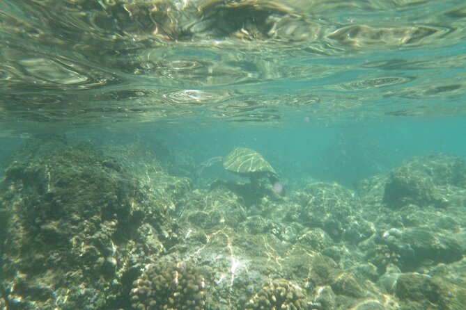 4-hour Kailua-Kona Ocean Kayak and Snorkel Tour - Common questions