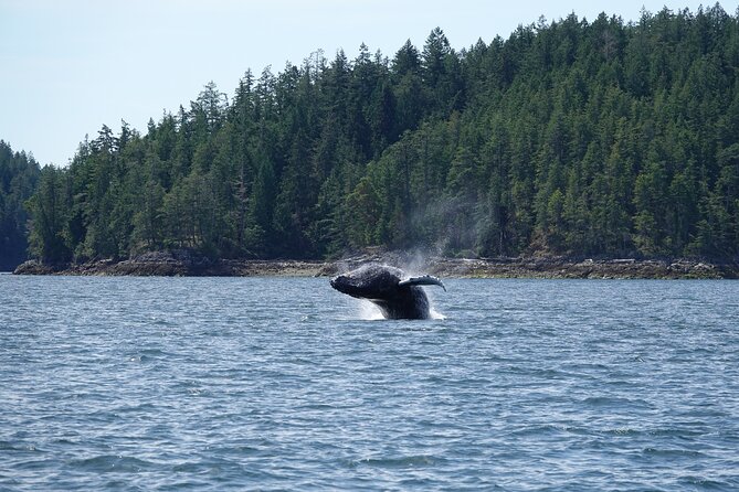 6 Hour Zodiac Whale Watching Tour - Additional Information