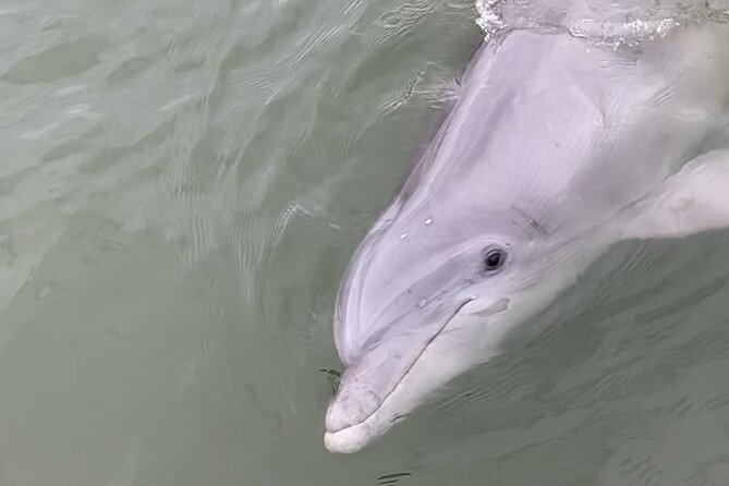 90-Minute Private Dolphin Tour in Hilton Head Island - Common questions