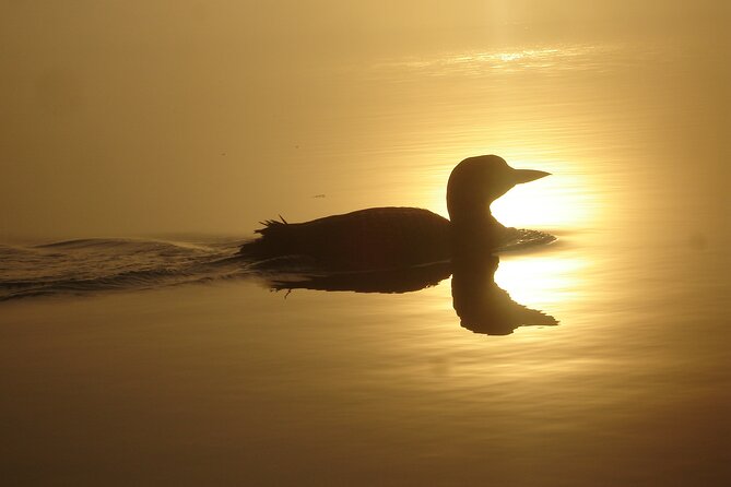 Algonquin Park Luxury 3-Day Camping & Canoeing: Moose/Beaver/Turtle Adventure - Gratitude & Commitment