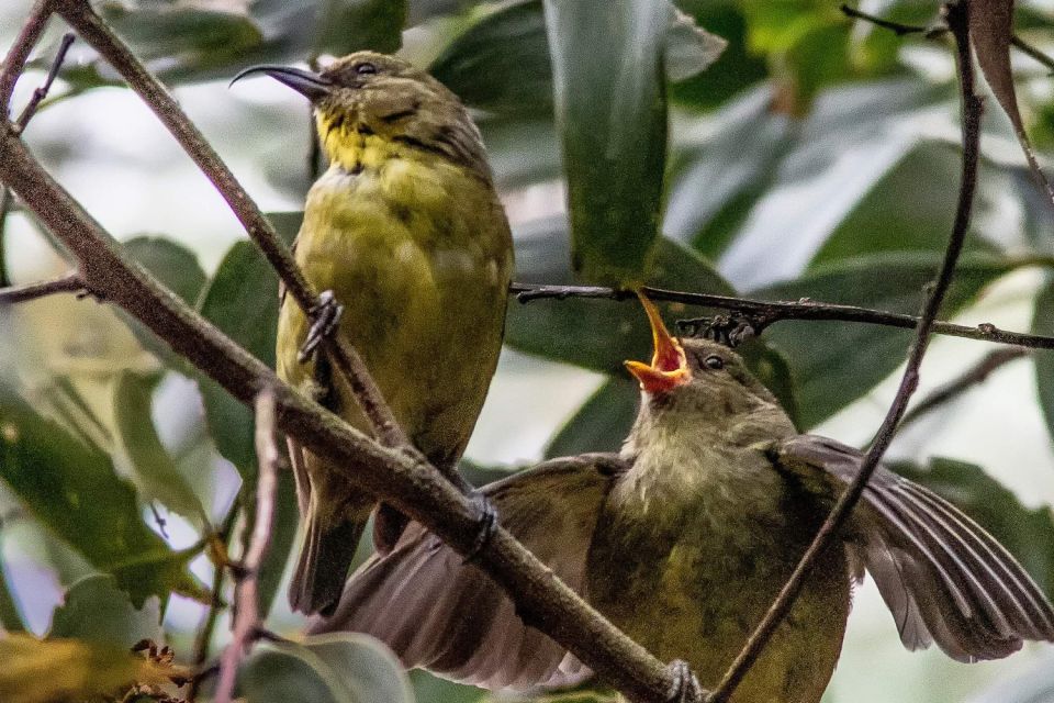 Big Island: Native Bird Watching & Hiking Tour - Final Words