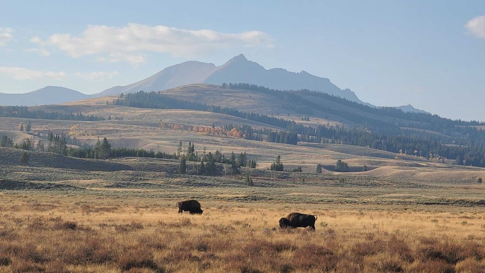 Bozeman: Yellowstone & Grand Teton National Park With Hotel - Pricing and Booking Information