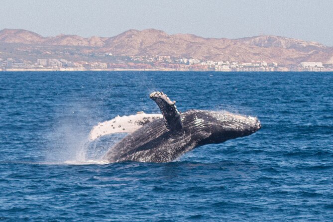 Cabo San Lucas Whale Watching Lunch Cruise - Final Words