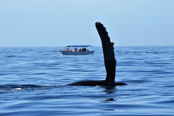 Cabo San Lucas Whale Watching Tour With Photos Included - Meeting Point and Boat Location