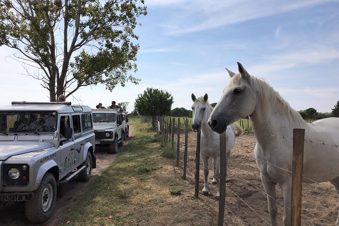 Camargue 4x4 Safari 2 Hours Saintes Maries De La Mer - Additional Information