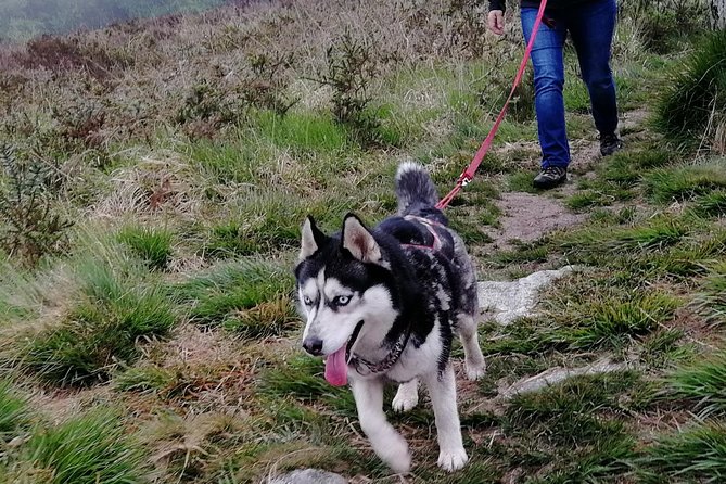 Cani Rando, Fun and Original Hiking, Pulled by Huskies - Common questions