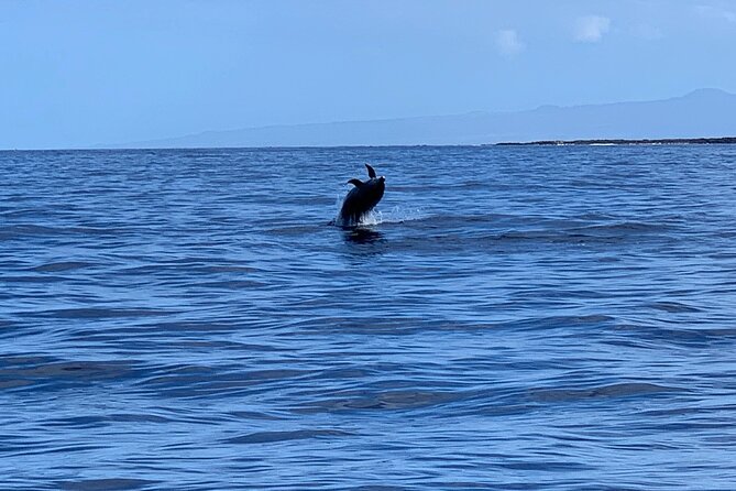 Dolphin Watch & Snorkel Captain Cook Monument Big Island Kailua-Kona Hawaii - Final Words