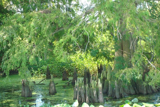 Everglades Airboat Tour Near Orlando Florida - Wildlife Interaction