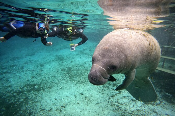 Florida Manatees, Nature Park, and Airboat Tour From Orlando - Traveler Photos and Sharing