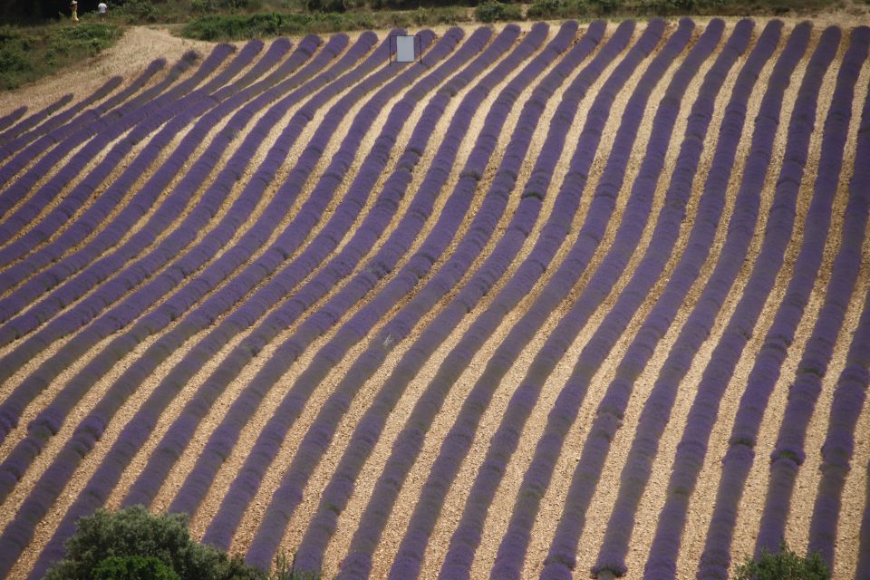 From Aix-En-Provence: Lavender Experience & Gorges Du Verdon - Optional Boat Ride on Verdon River