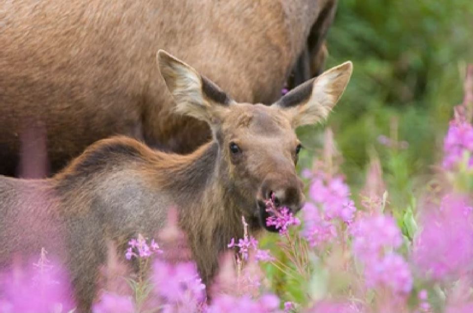 From Jackson: Grand Teton Wildlife & Scenery Tour With Lunch - Common questions