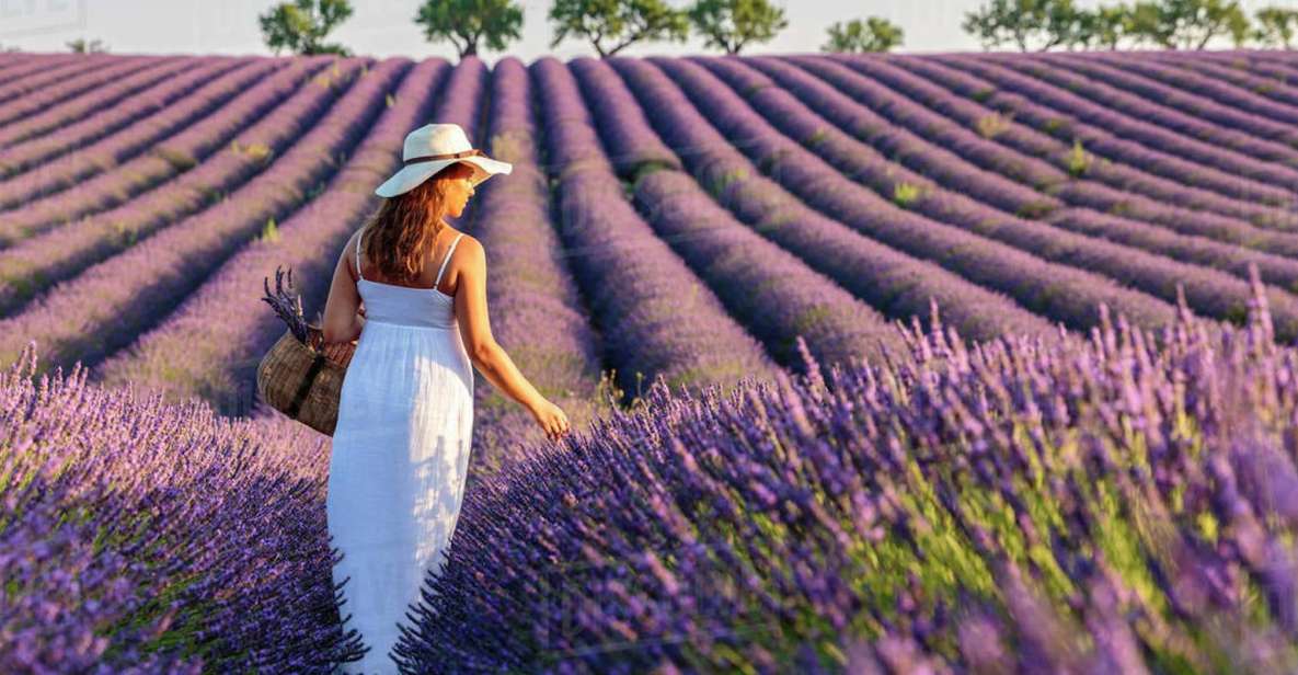 From Nice: Full-Day Provence and Lavender Tour - Background