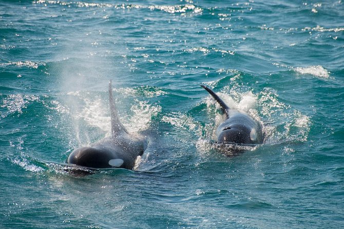 Full-Day Kenai Fjords National Park Cruise - Final Words