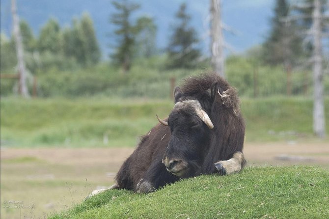 Glaciers and Wildlife: Super Scenic Day Tour From Anchorage - Common questions