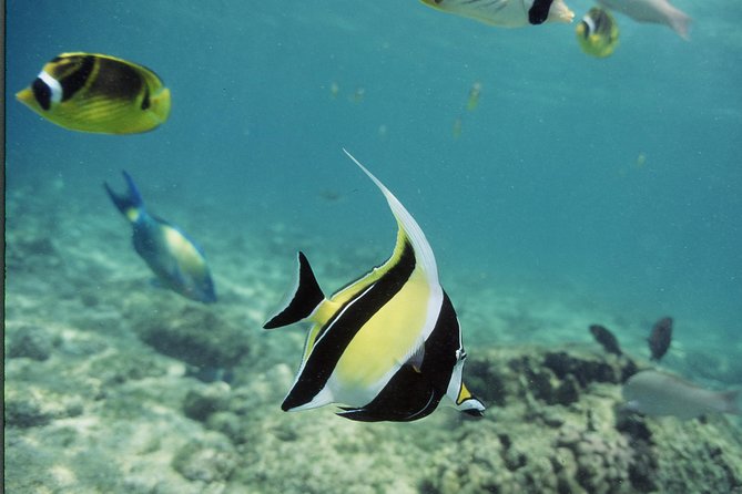 Glass-bottom Boat Reef Tour - Marine Life Encounters