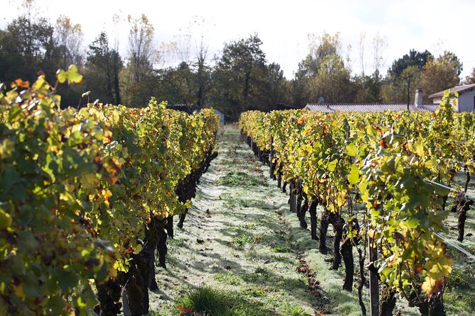 Half-Day Guided Wine Tasting Tour in Bordeaux Vineyards - Common questions