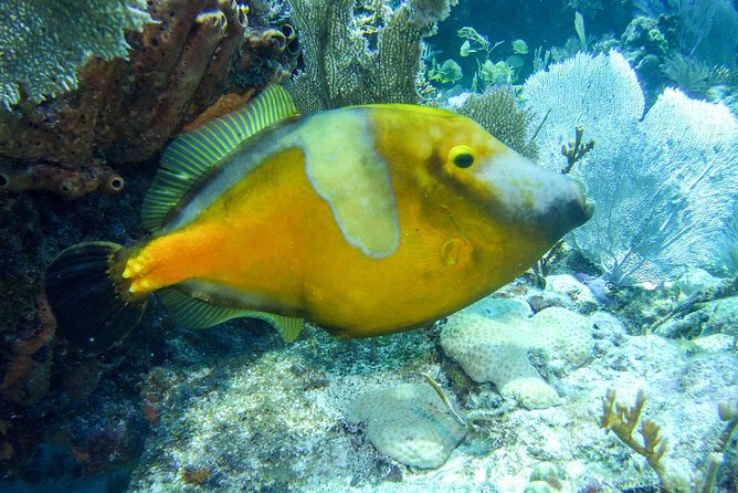 Half Day Snorkel Trip on Reefs in the Florida Keys - Final Words