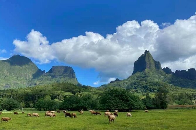 Half-Day Tour of Moorea Island in a Small Group - Final Words