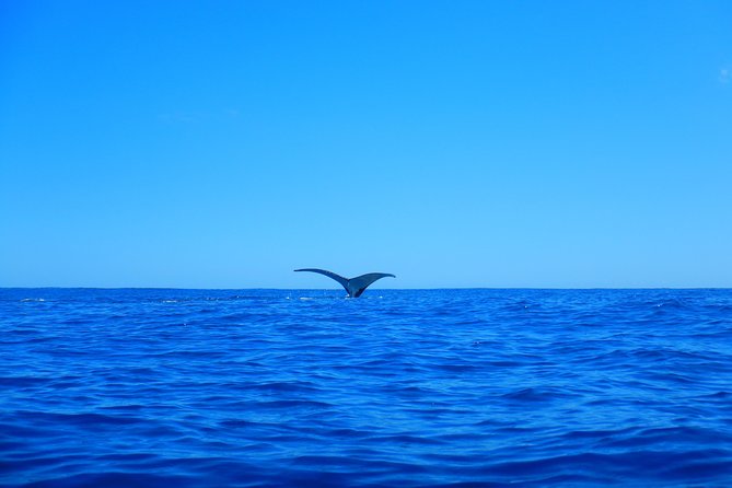 Half-Day Whale Watching and Swimming Tour, Moorea - Weather Considerations