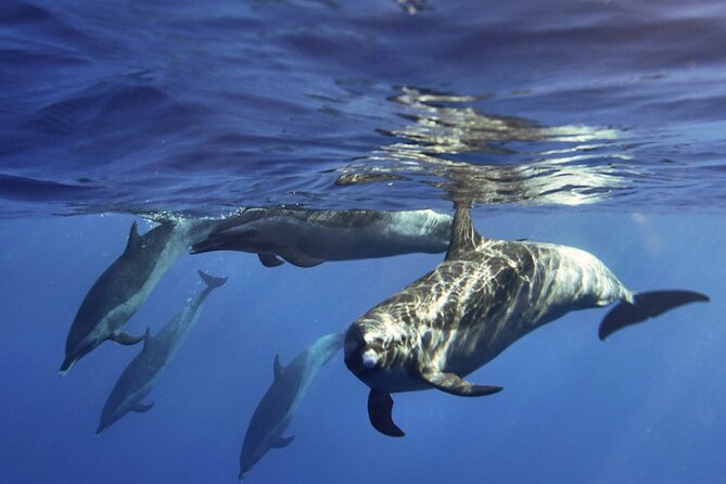 Jet Snorkeling in Turtle, Dolphin and Monk Seal Bay - Directions and Location Information