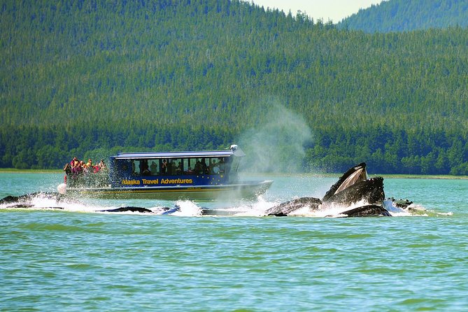 Juneau Whale Watching and Salmon Bake - Final Words